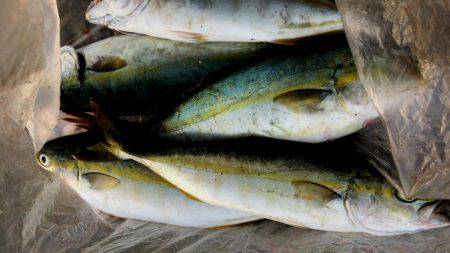 西宮突堤　早朝ツバス